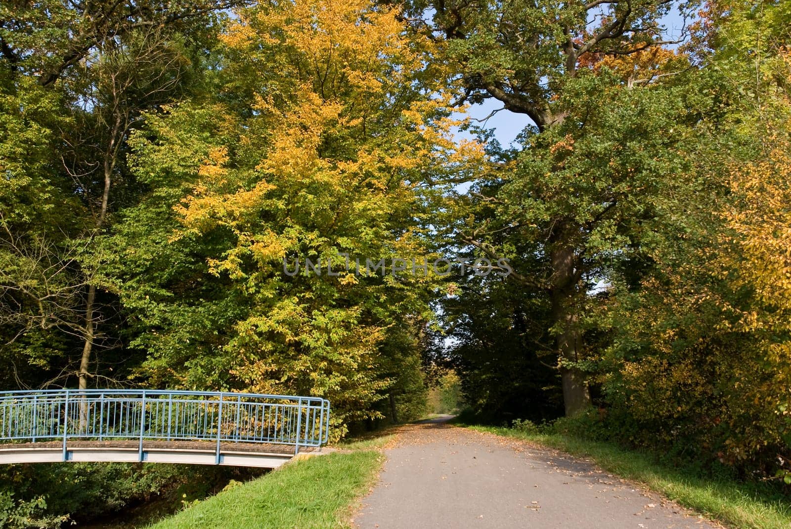 Forest in autumn with bridge