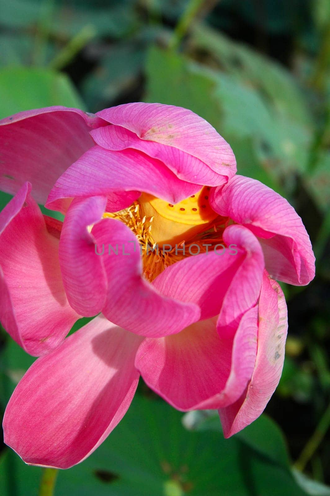 Lotus flower,Nelumbo nucifera