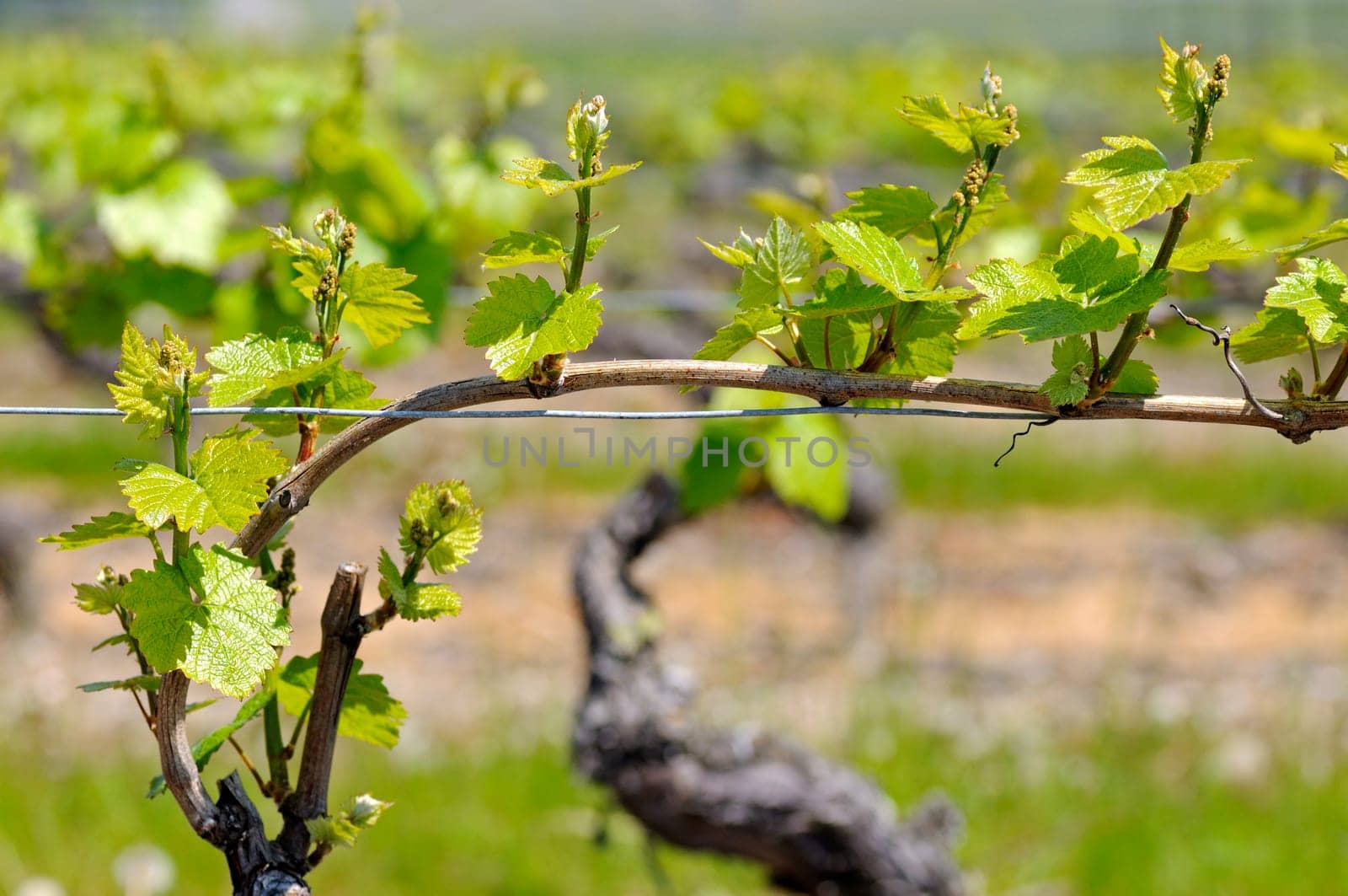 Grapevine in espalier cultivation