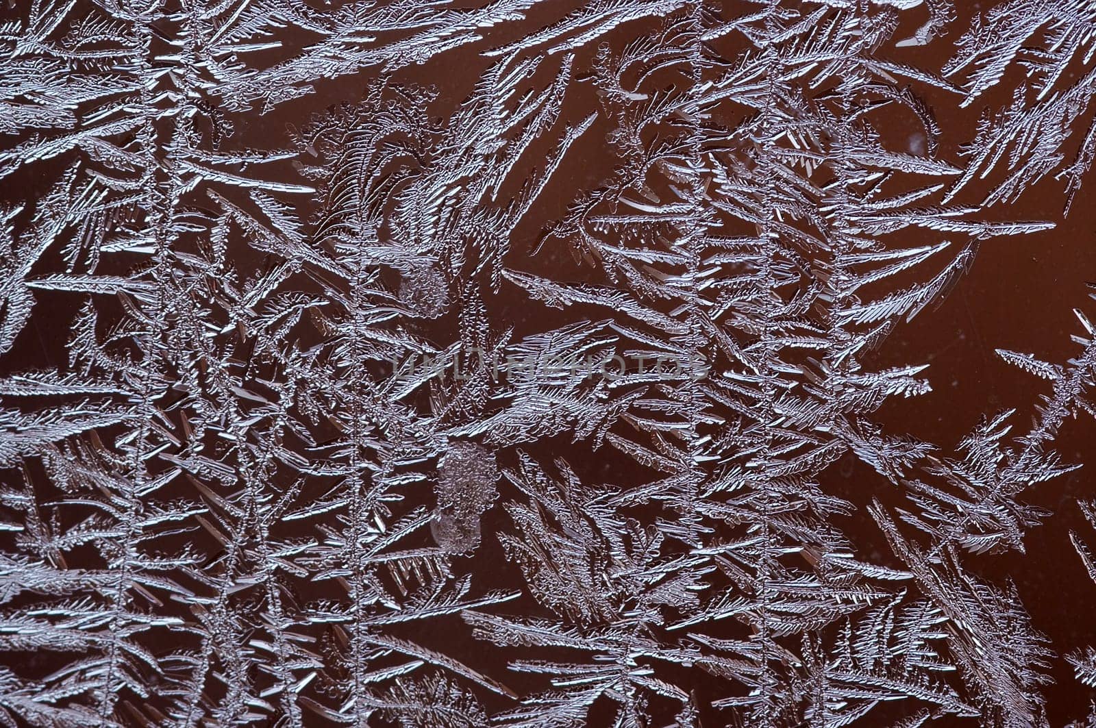 freezing - frost flower