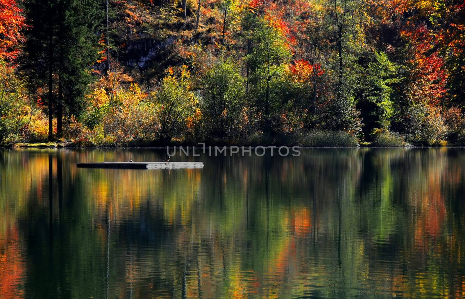 Autumn reflection