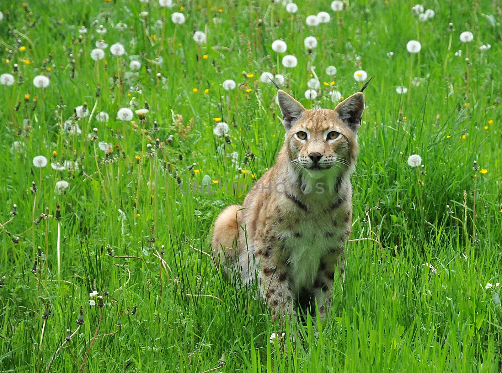 Lynx in May in a meadow.