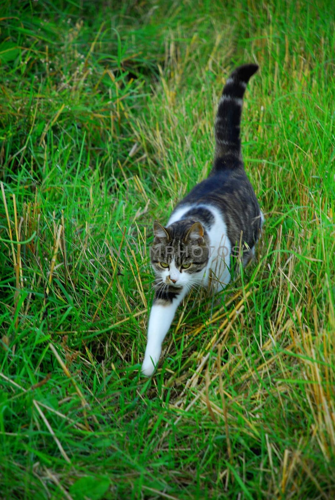 free-roaming cat
