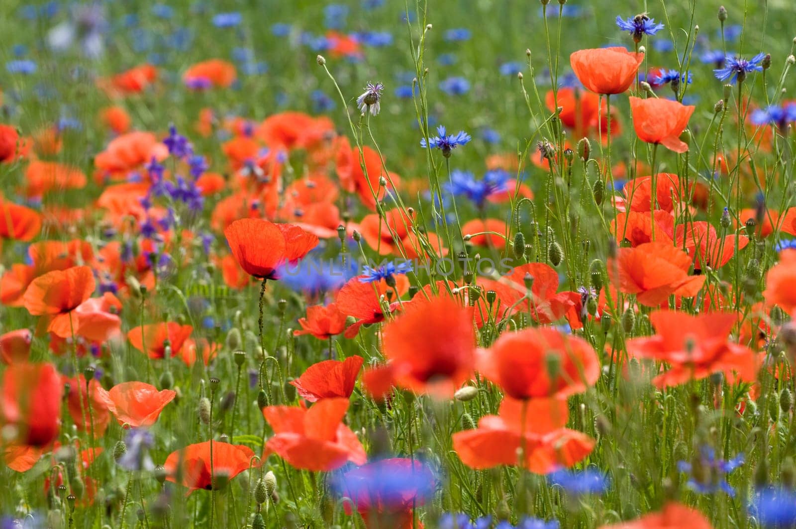 Poppy1