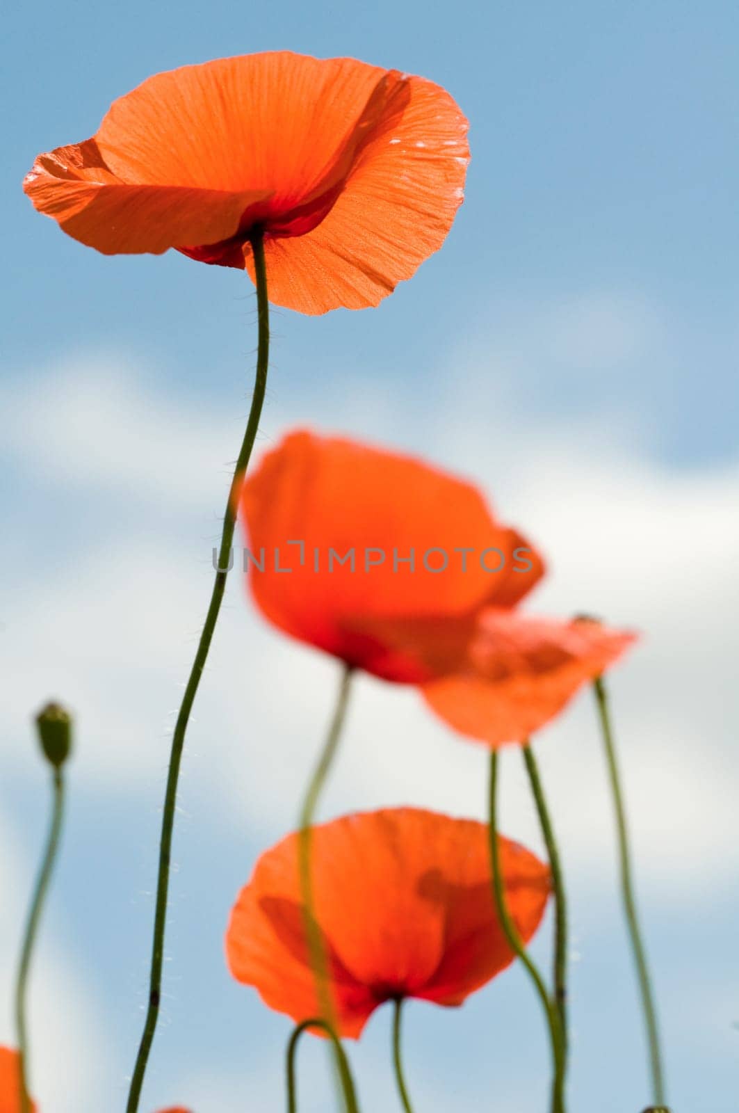 Poppy3
