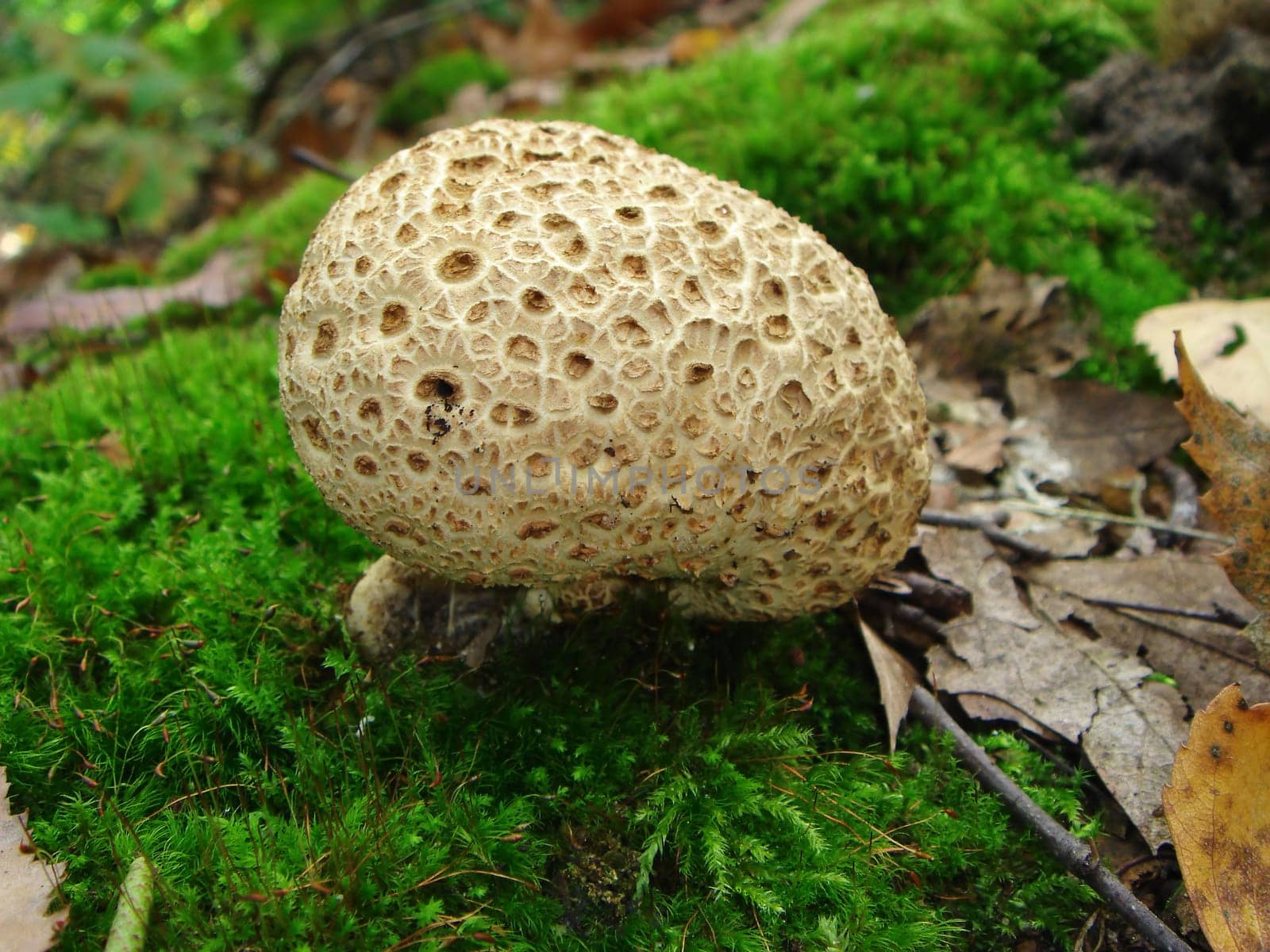 Thick-skinned potato bovist