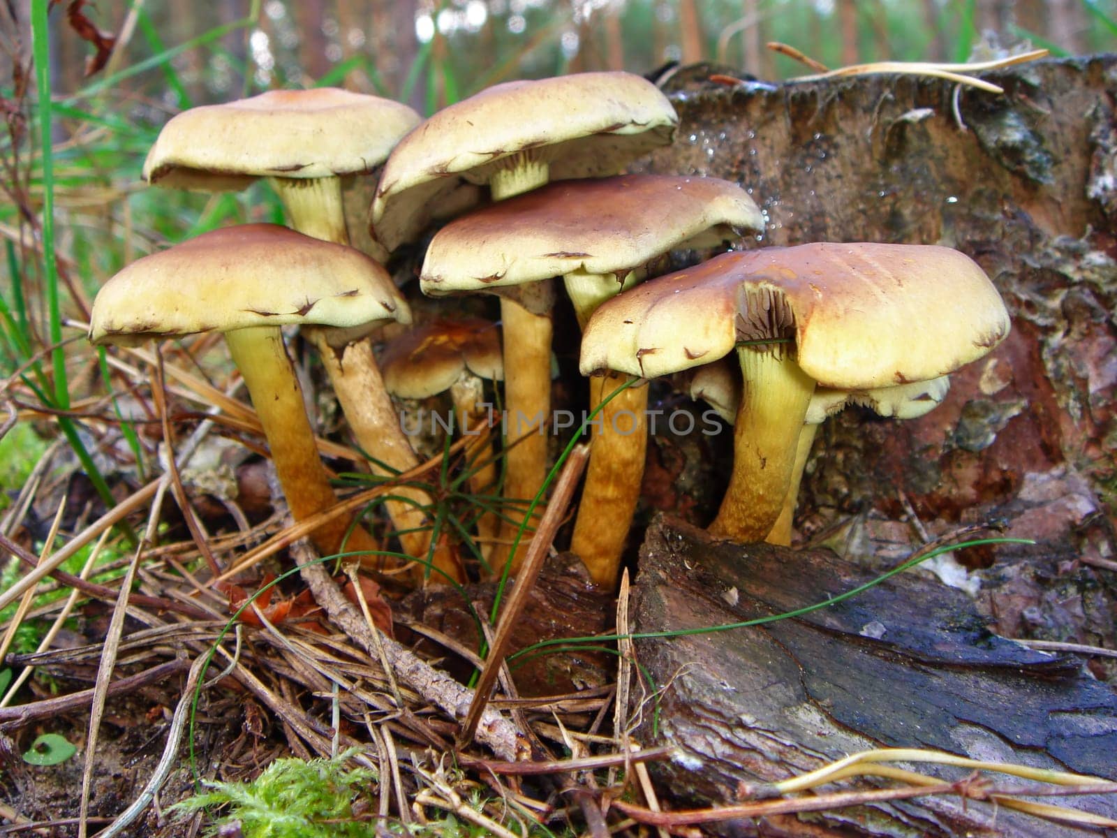 Sulfur tuft