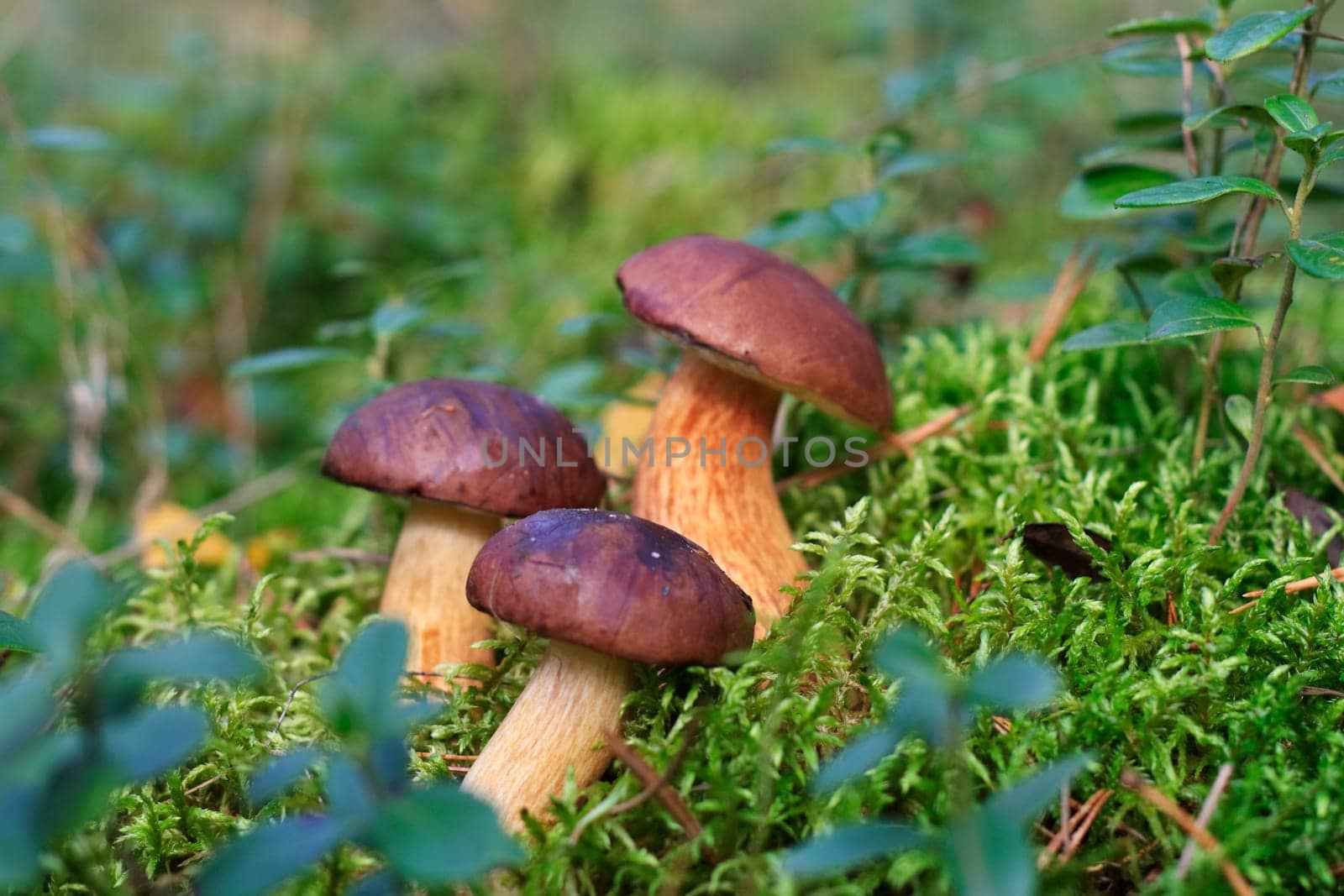 Chestnut tubes