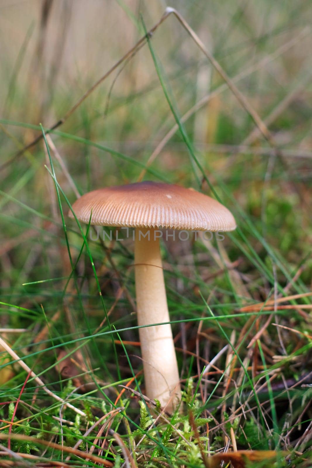 Russula puellaris (Russulaceae)