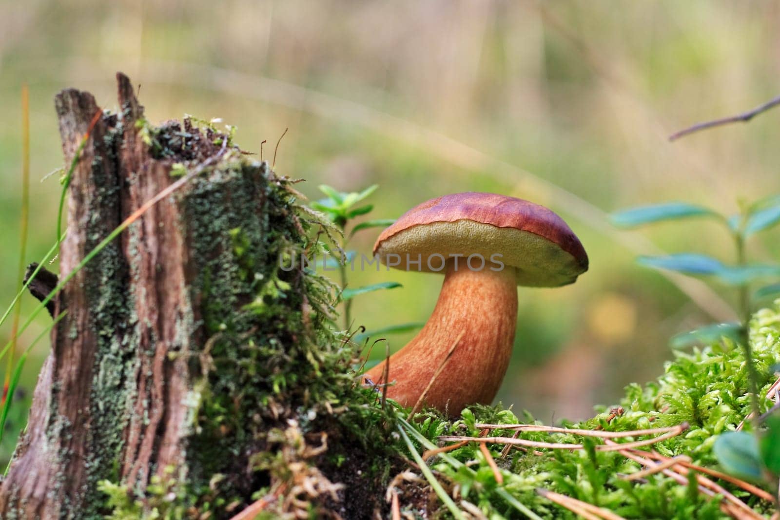 Bay bolete