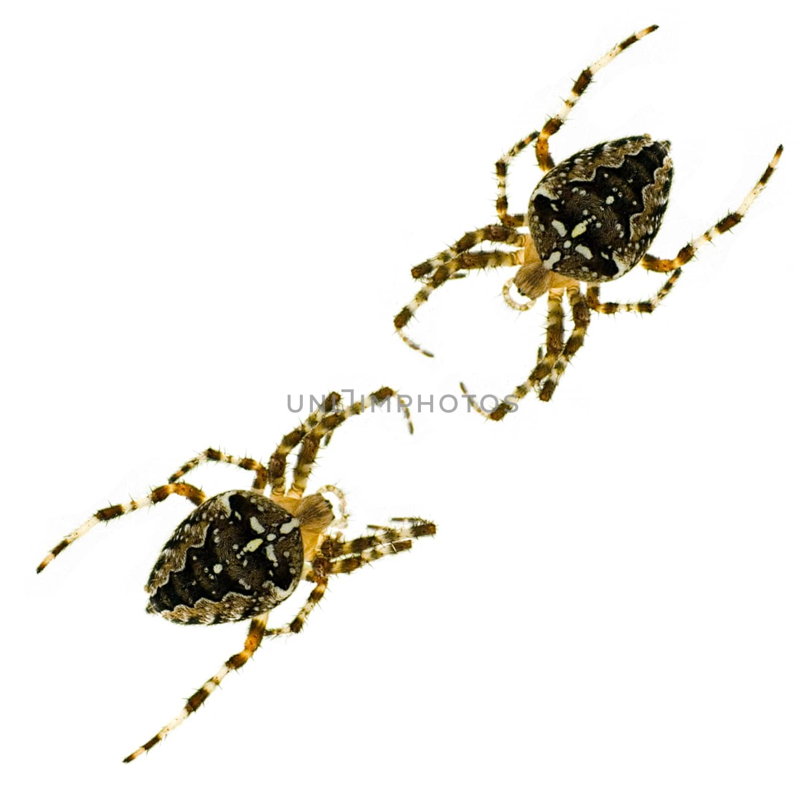 two spiders with a cross - Araneus diade