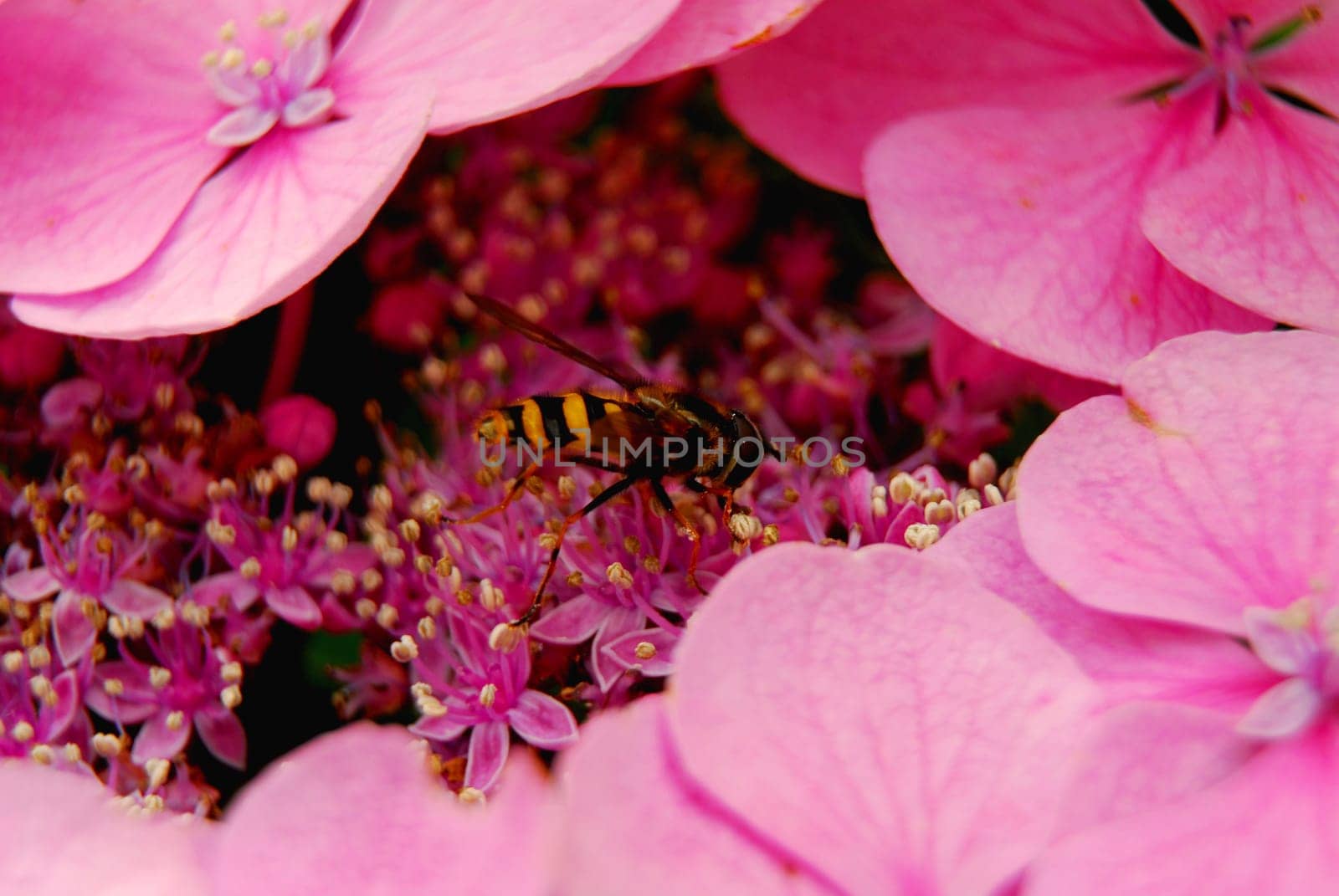 hydrangea