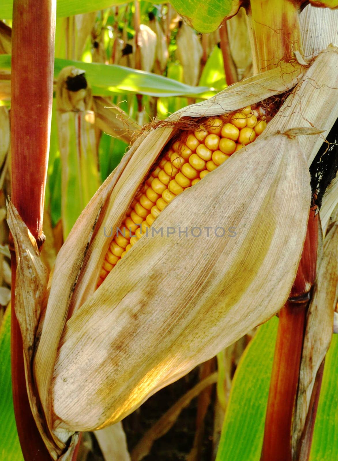 Corn