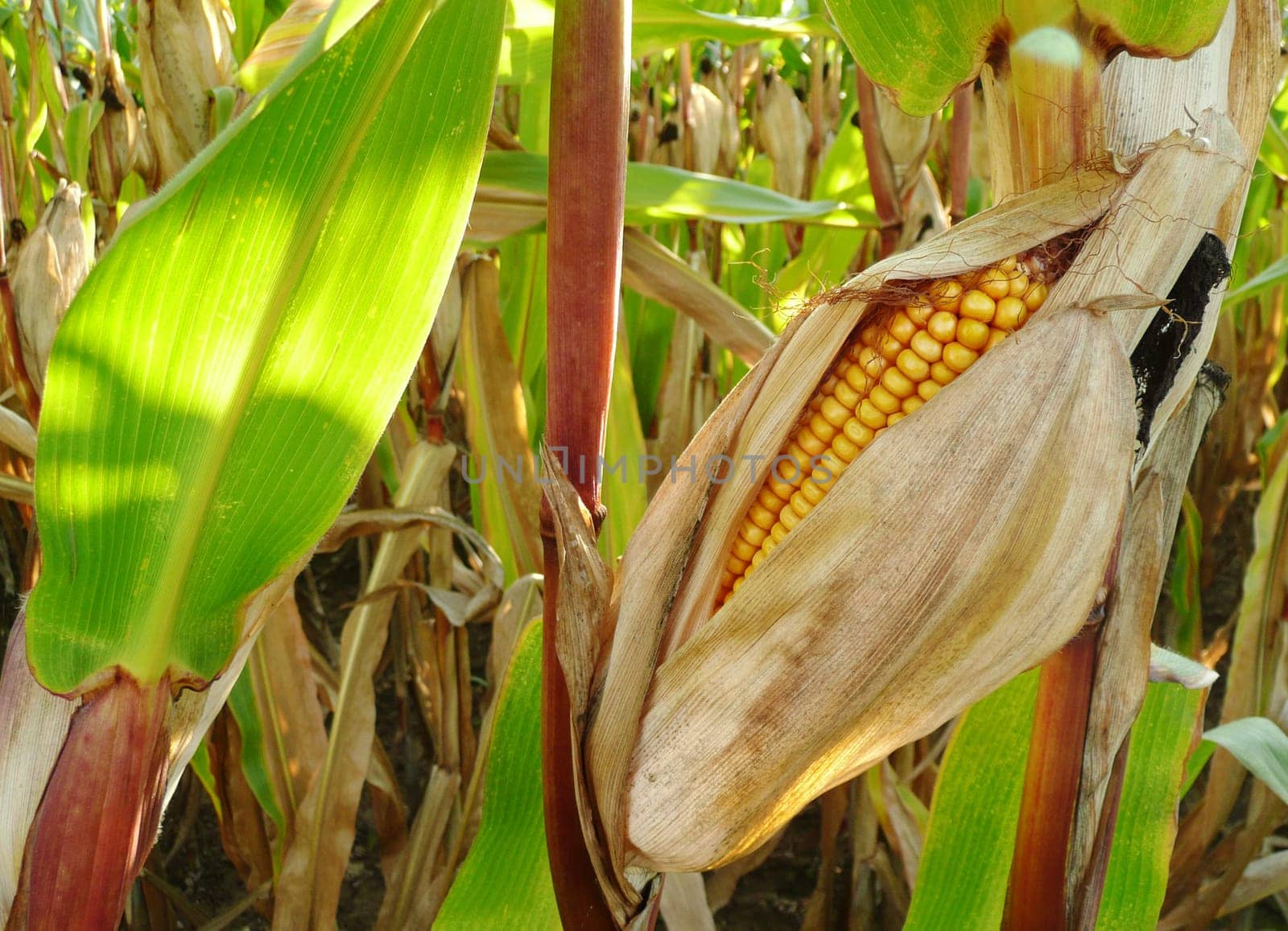 Corn