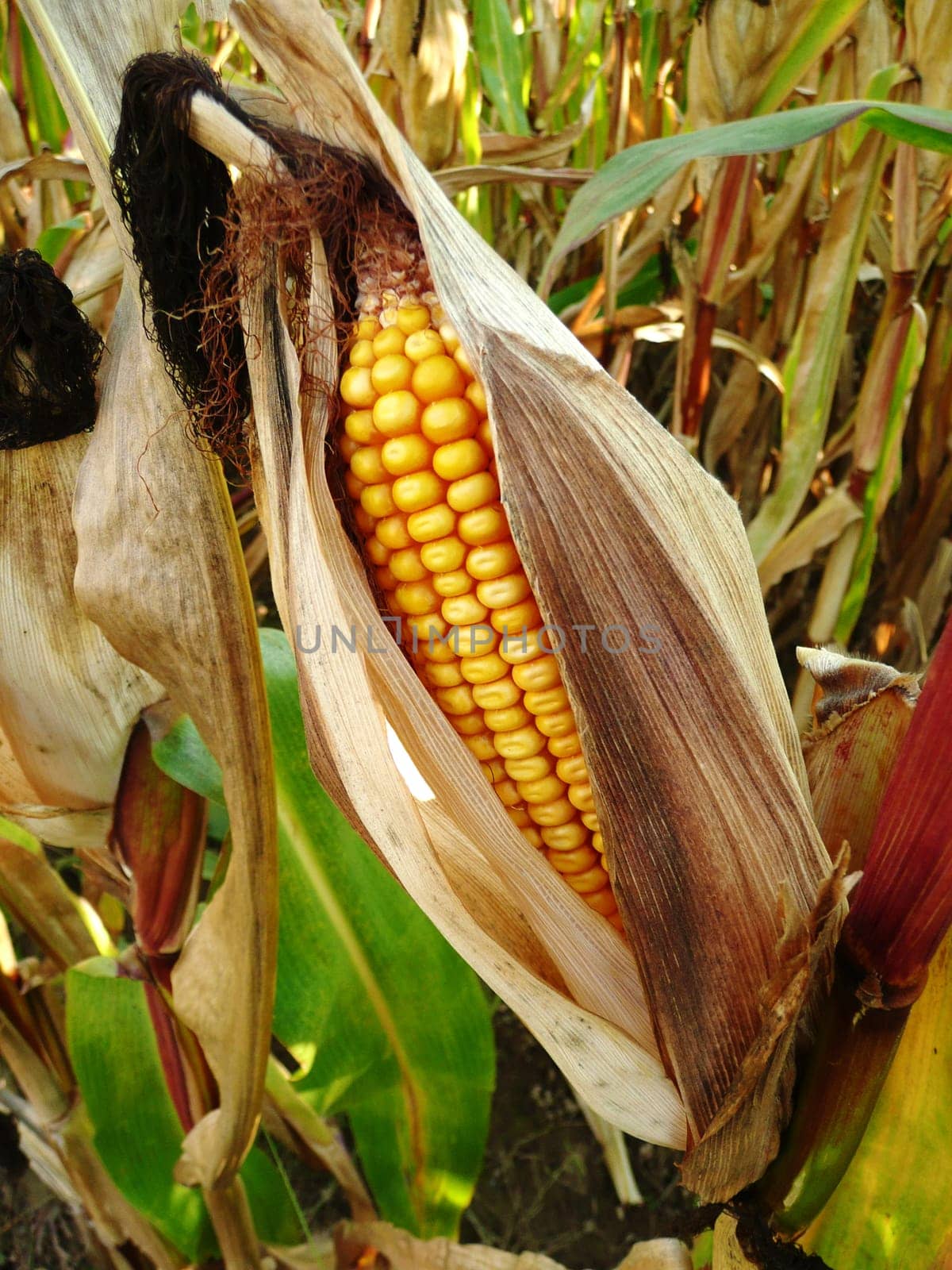 Corn