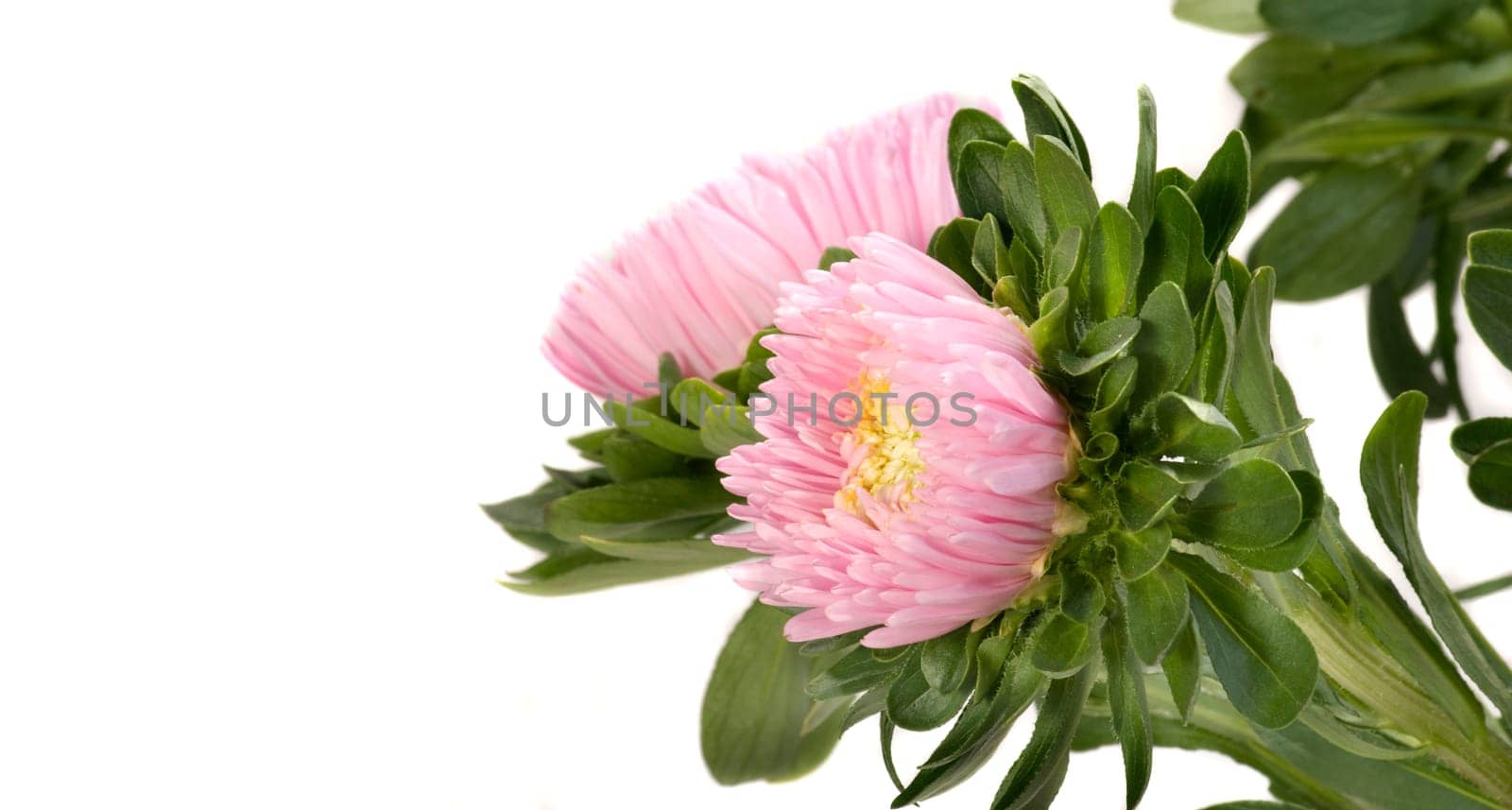 Dahlias in wide format