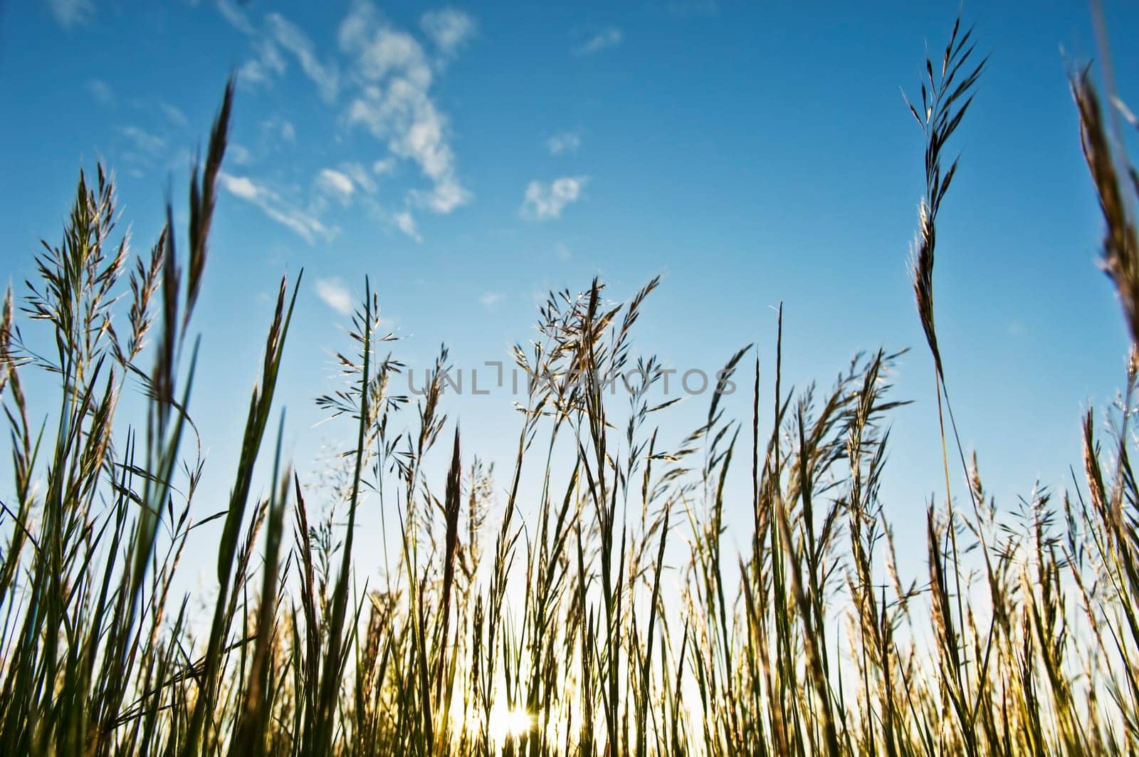 Weeds against the sky
