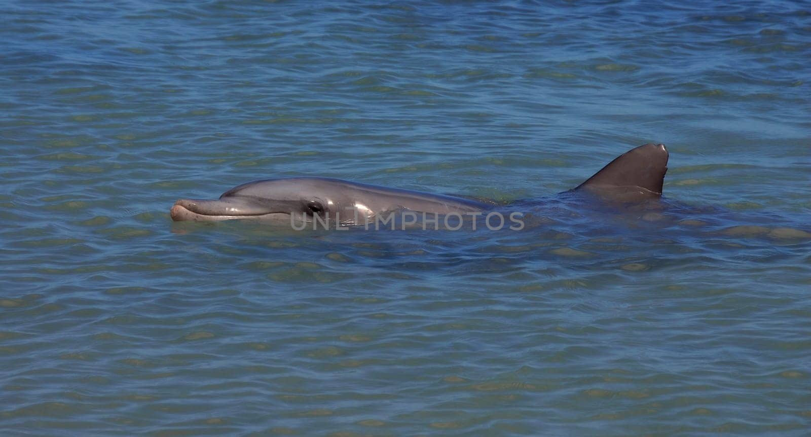 Dolphin