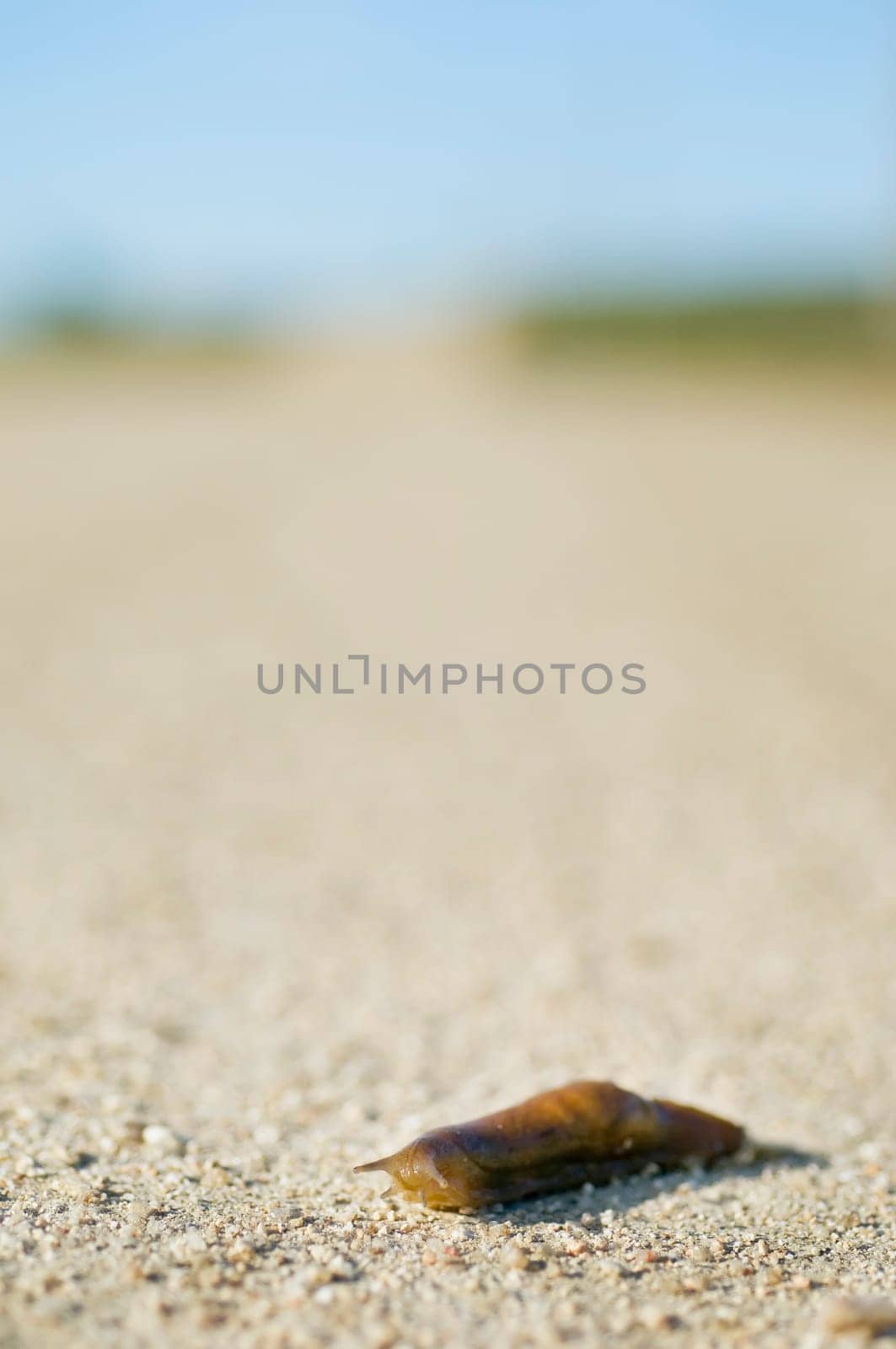 Slug