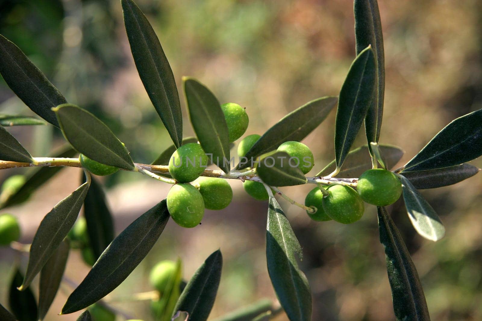 Olive branch