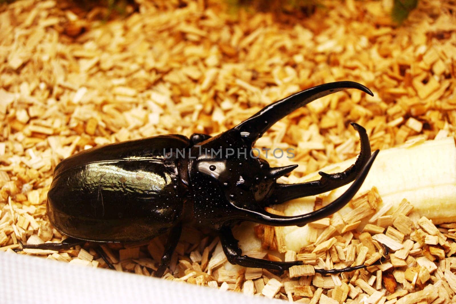Rhinoceros beetle