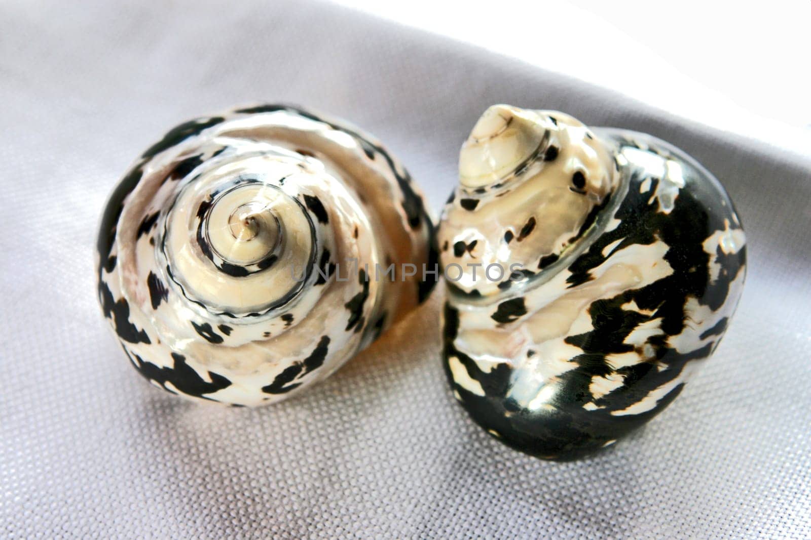 snail-shell
