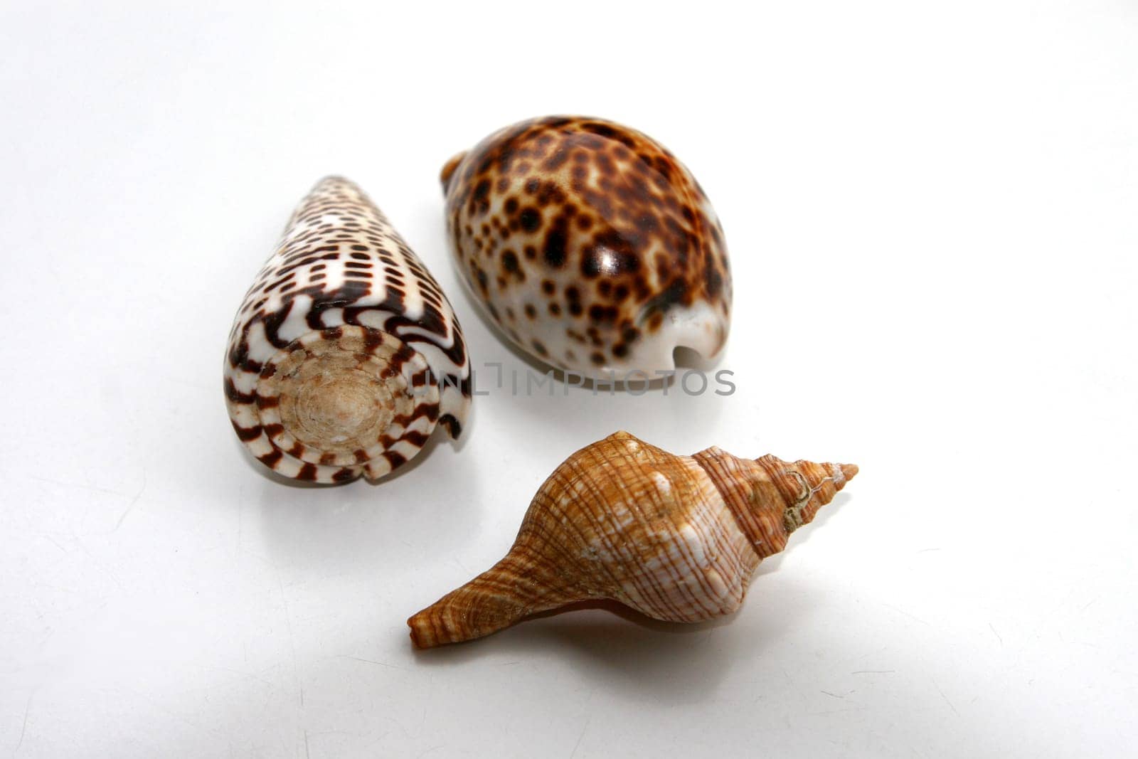 mussels