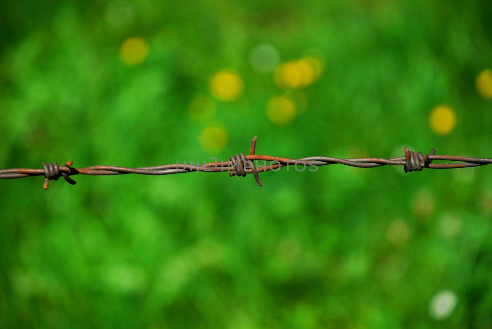 barbed wire