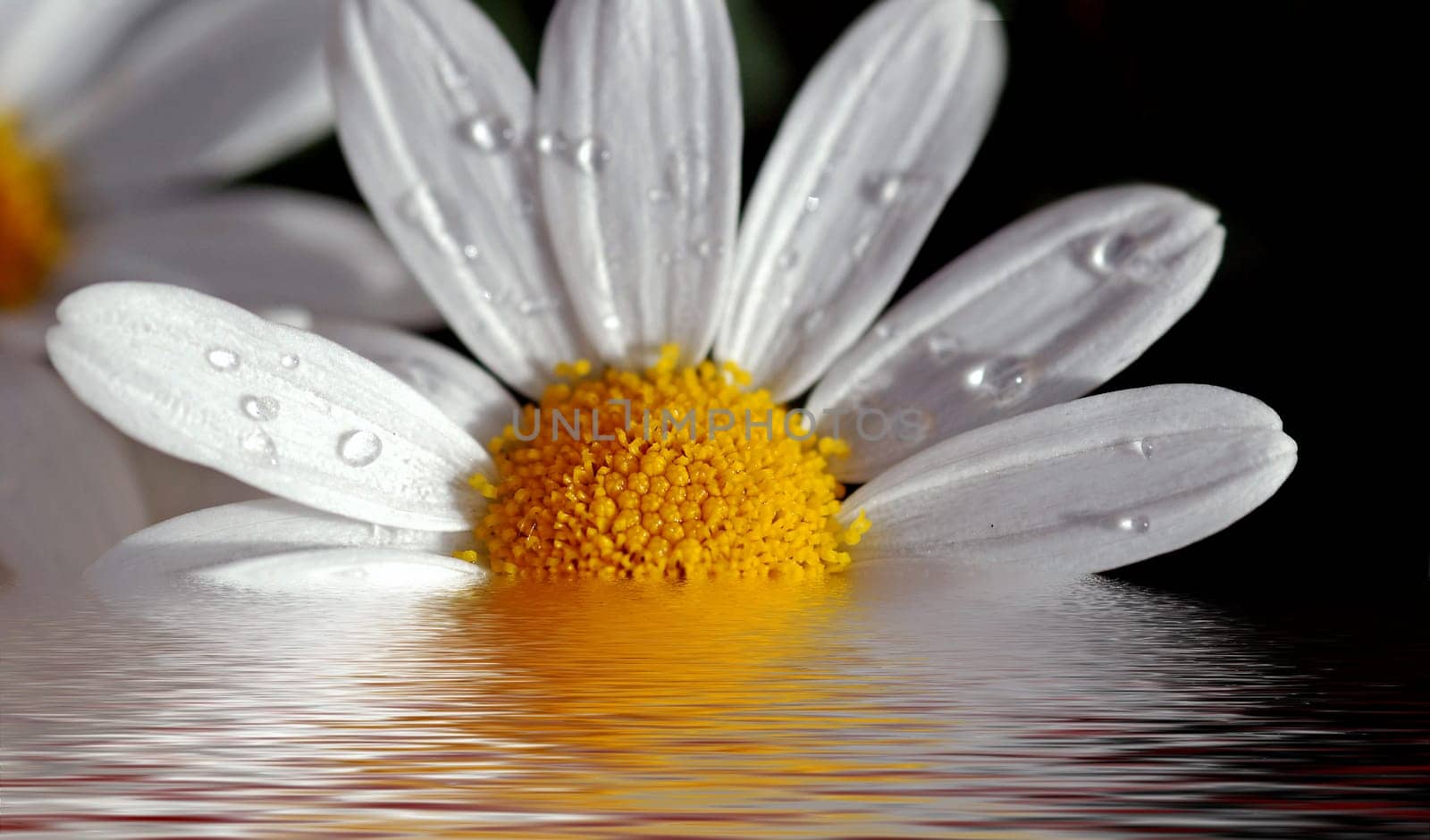 Magaritte in the water