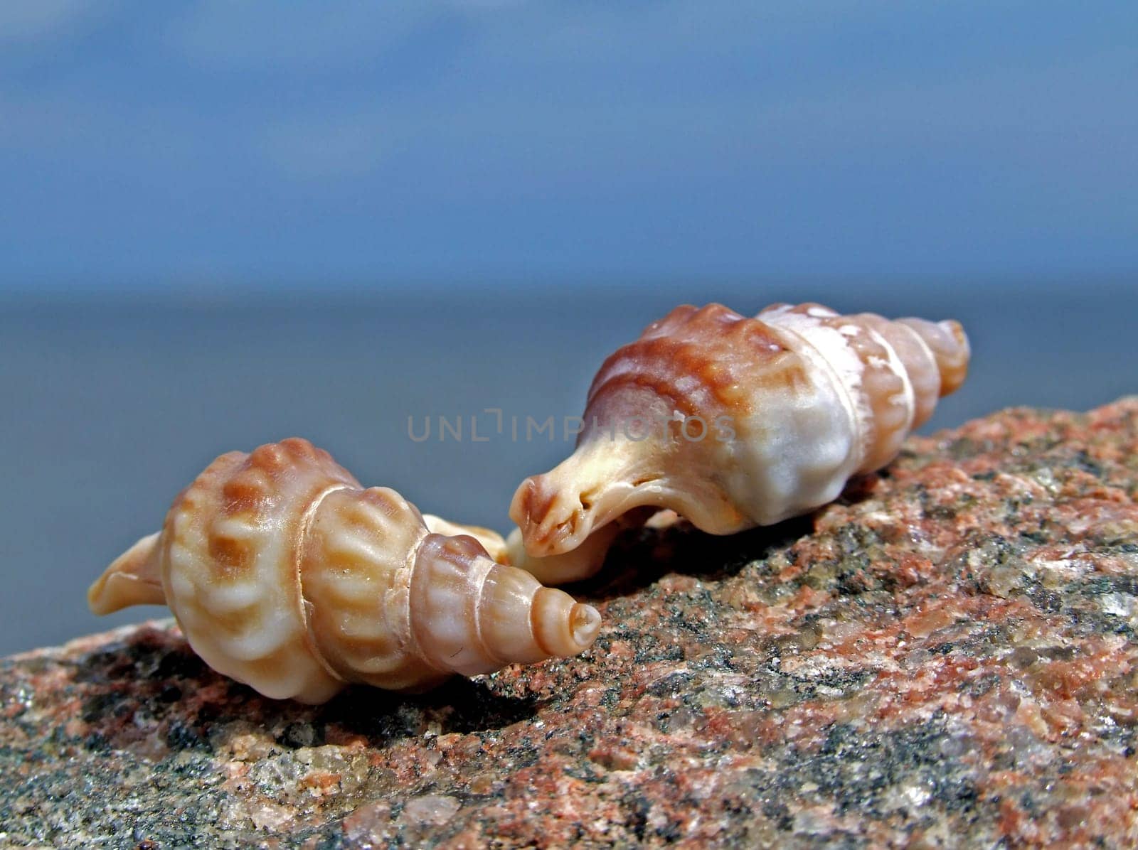 Two shells on a stone