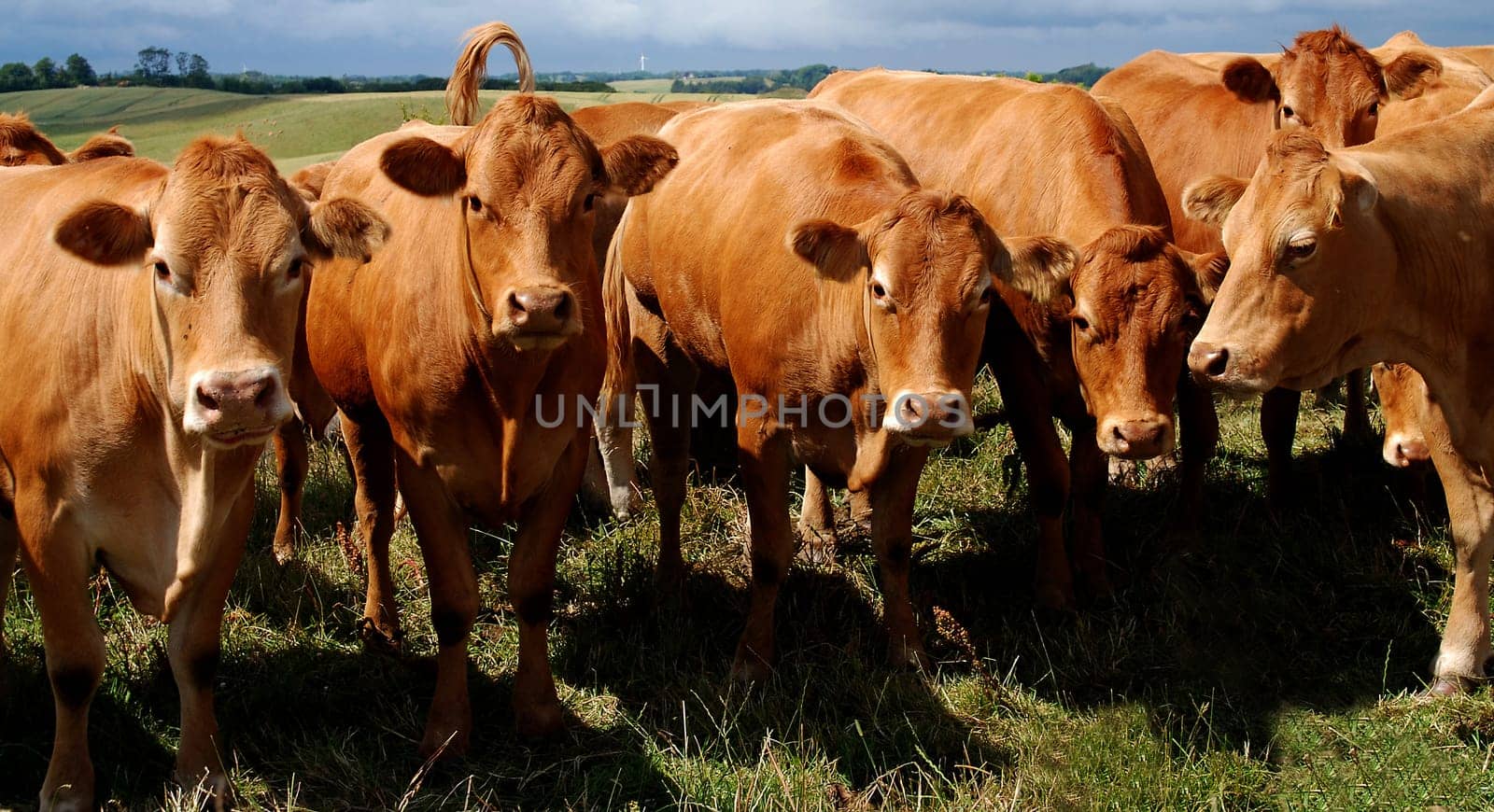 Cows in the pasture