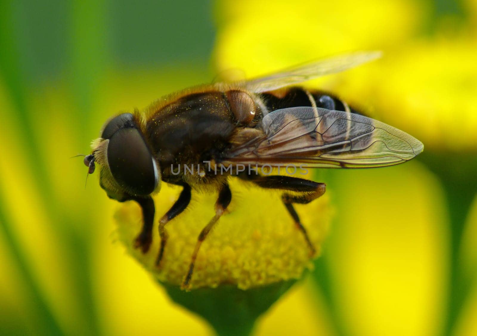 Dung bee (or mud bee,false bee wedge-spotted hoverfly): Eristalis tenax),.