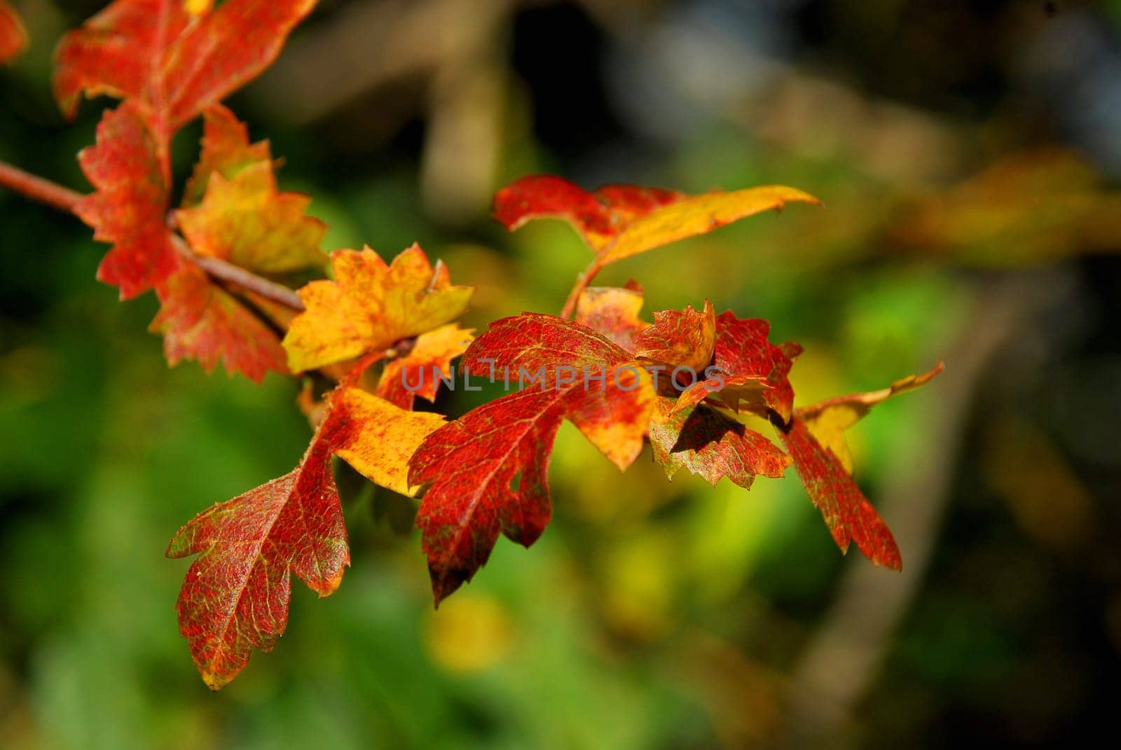 Autumn Leaves