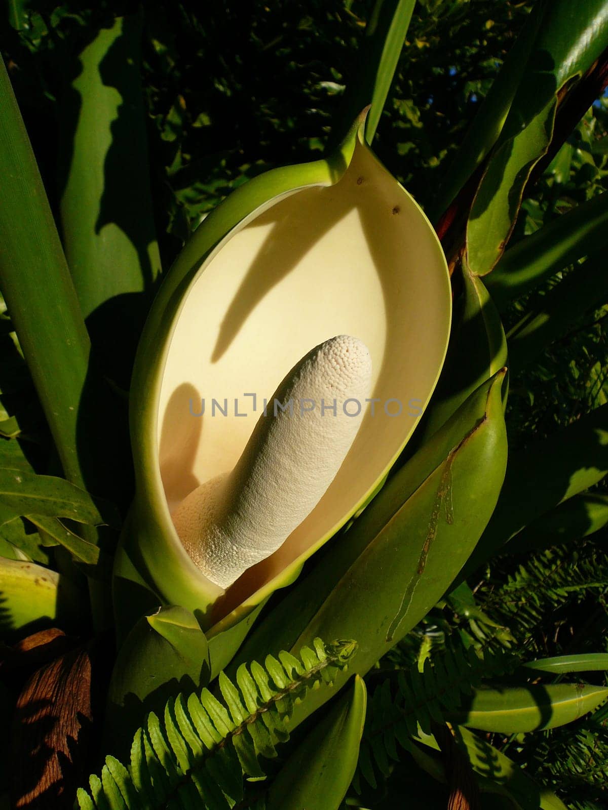 Nature Phallus 1