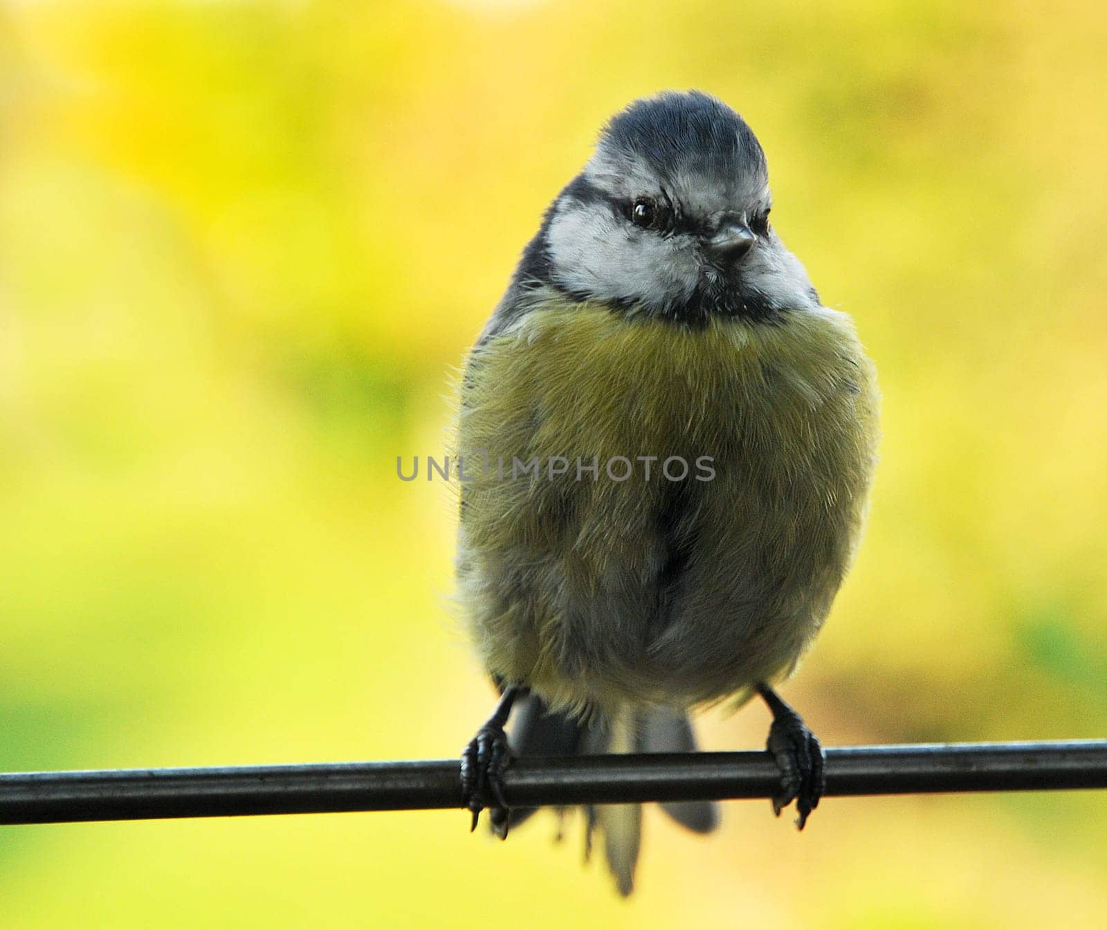 On our windowsill,photographed through the glass.