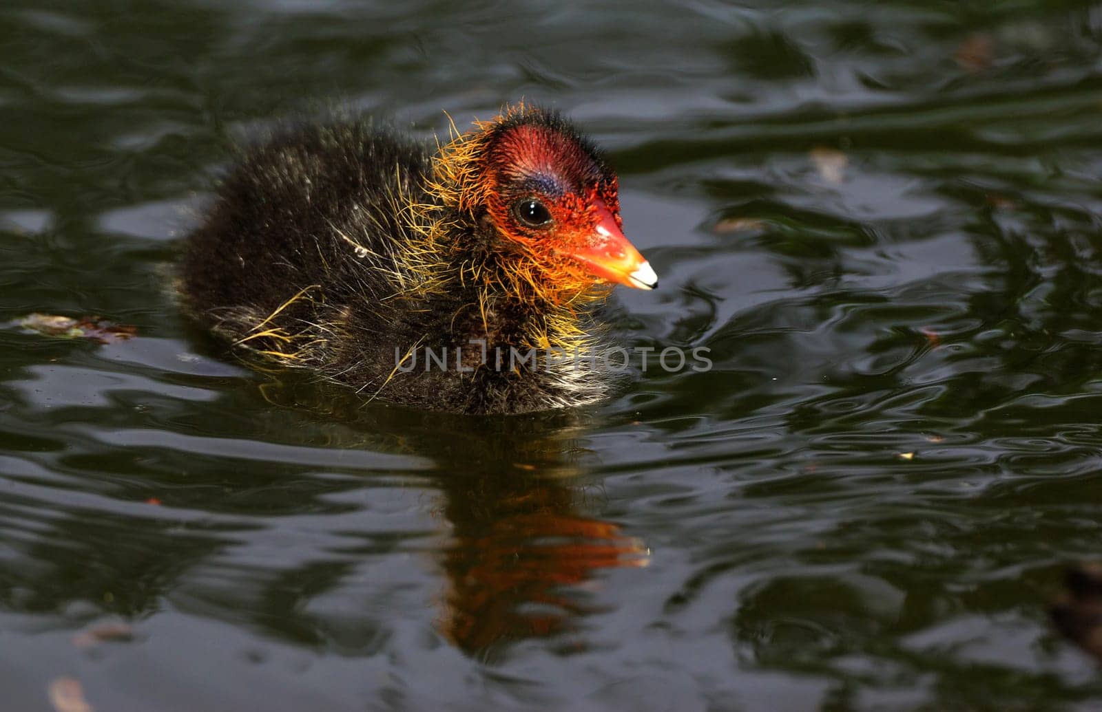 Eurasian Coot