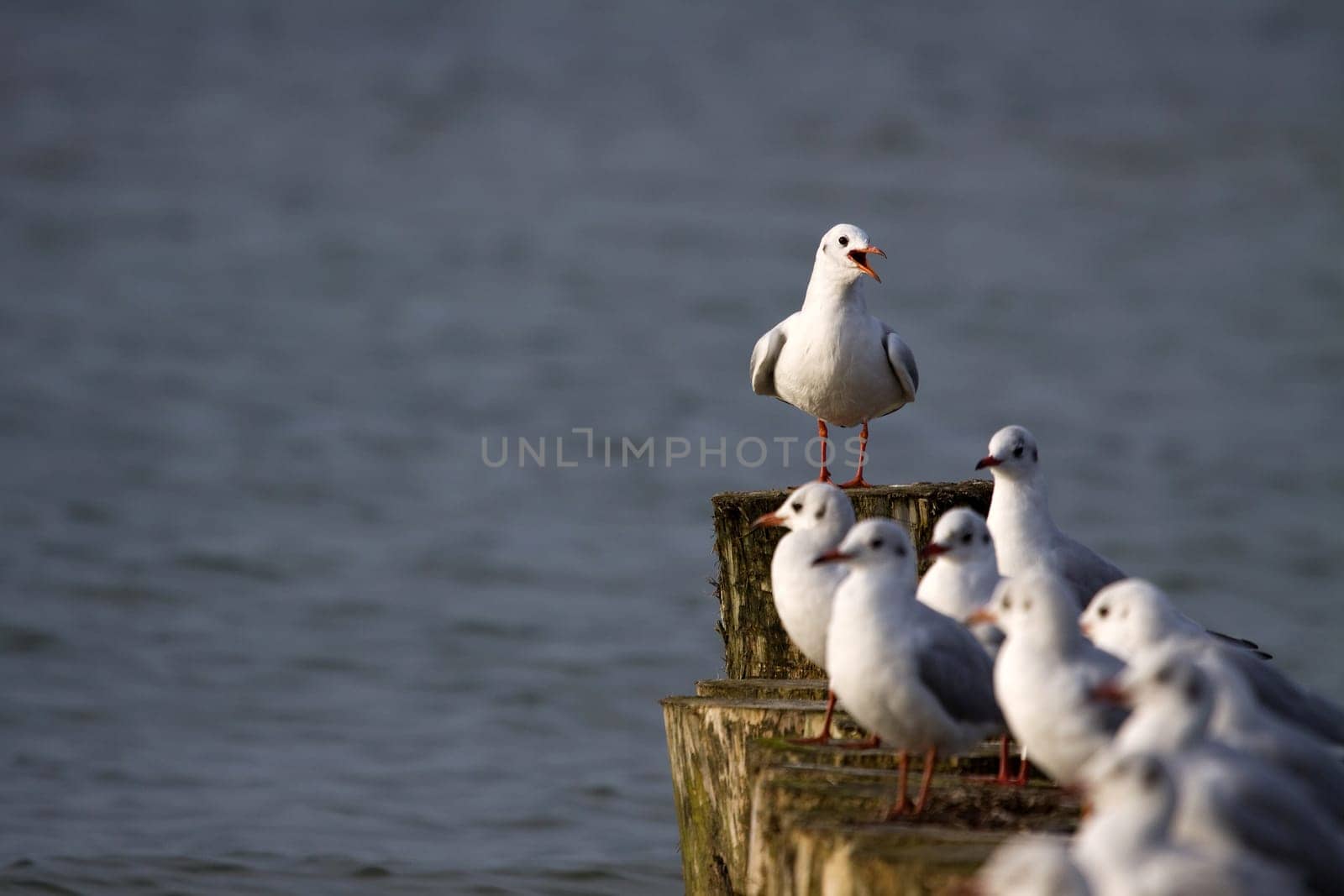 The Seagulls Teacher