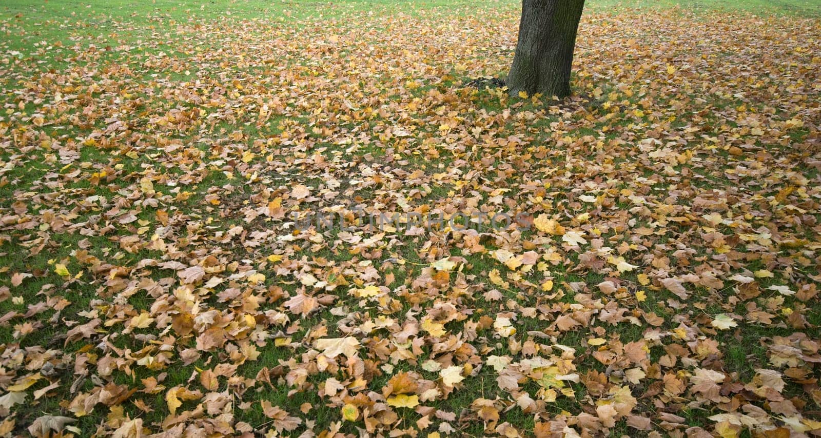 Autumn