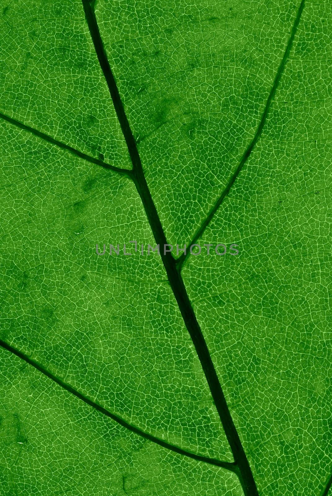 Detail of a leaf