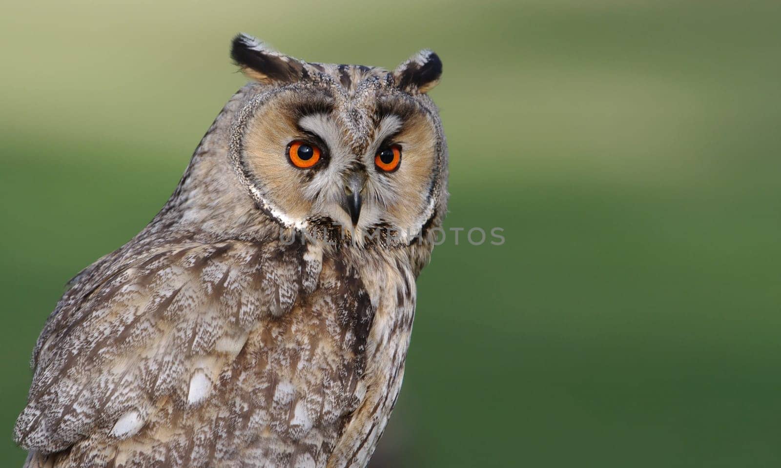 Long-eared owl,Asio otus