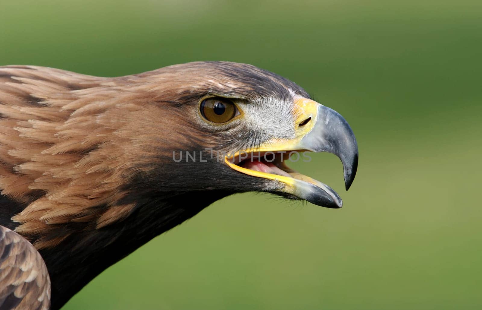 Golden eagle,Aquila chrysaetos