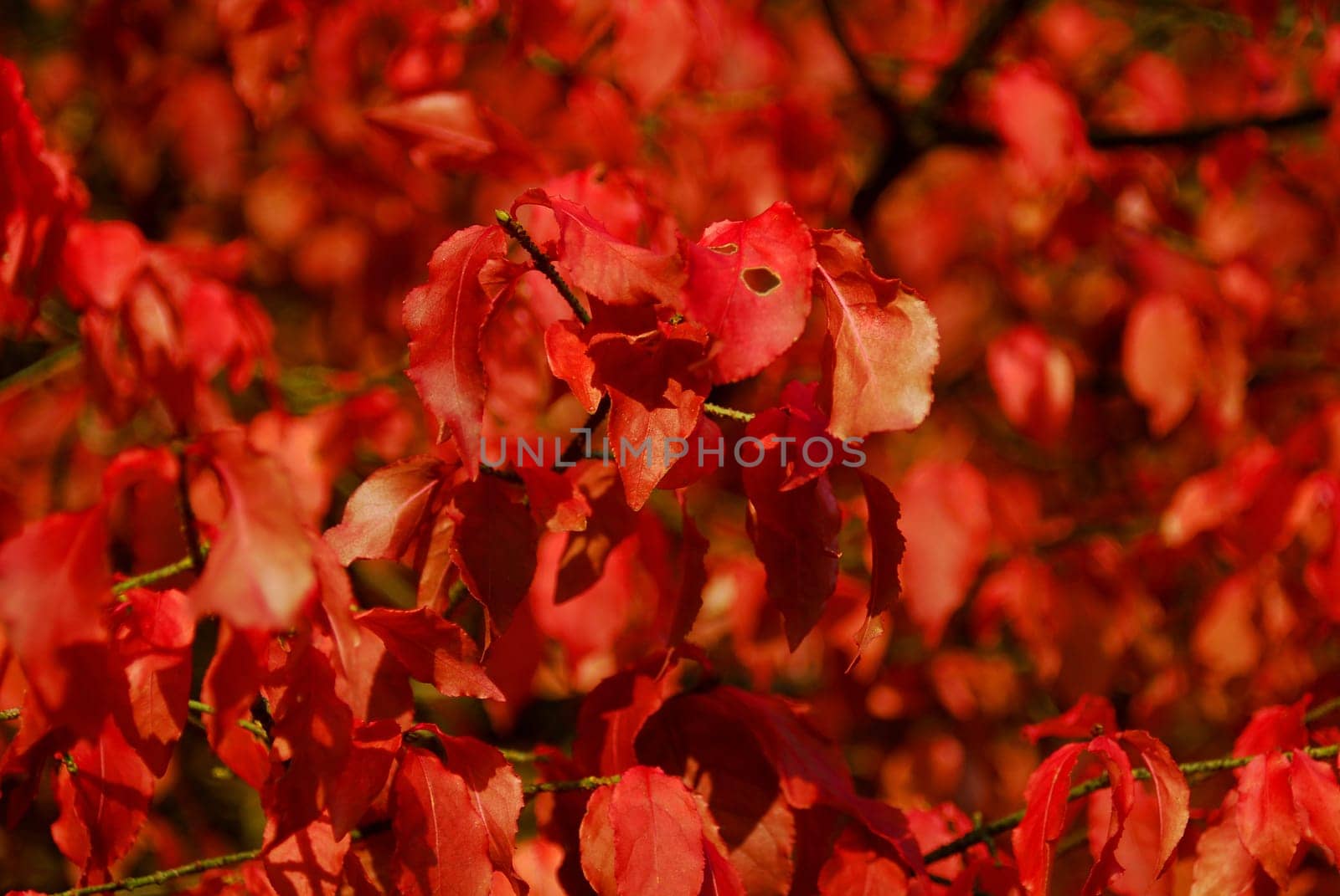 Red Autumn Leaves