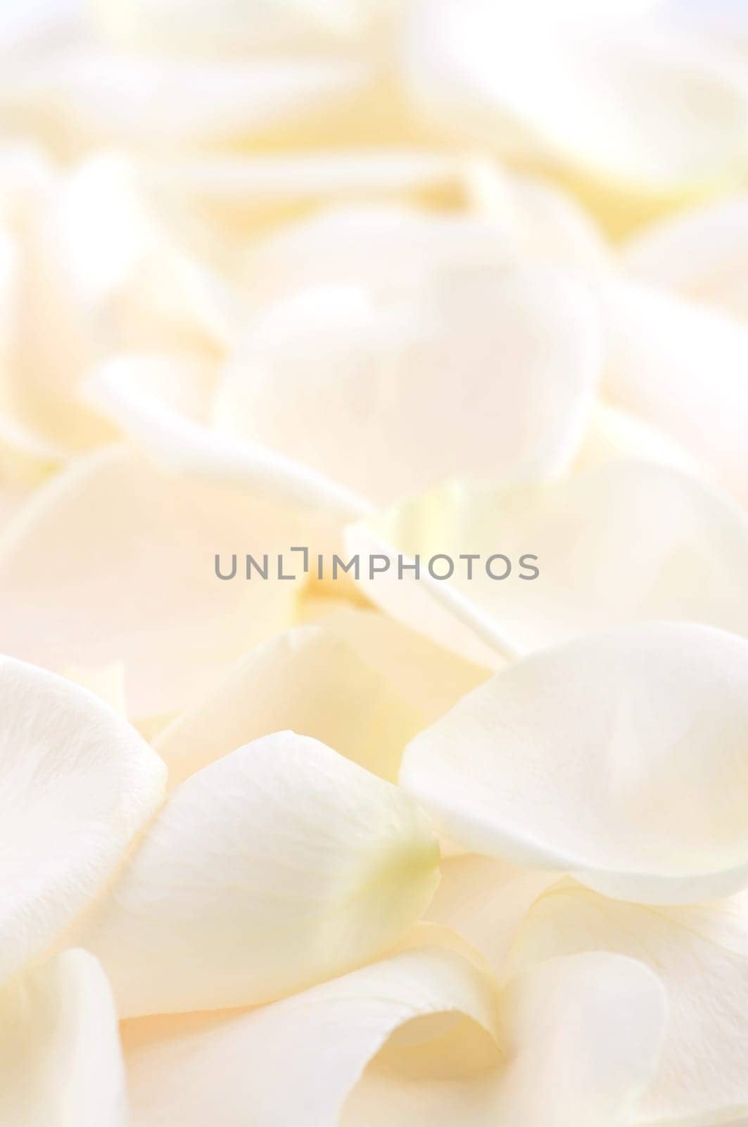 Rose petals