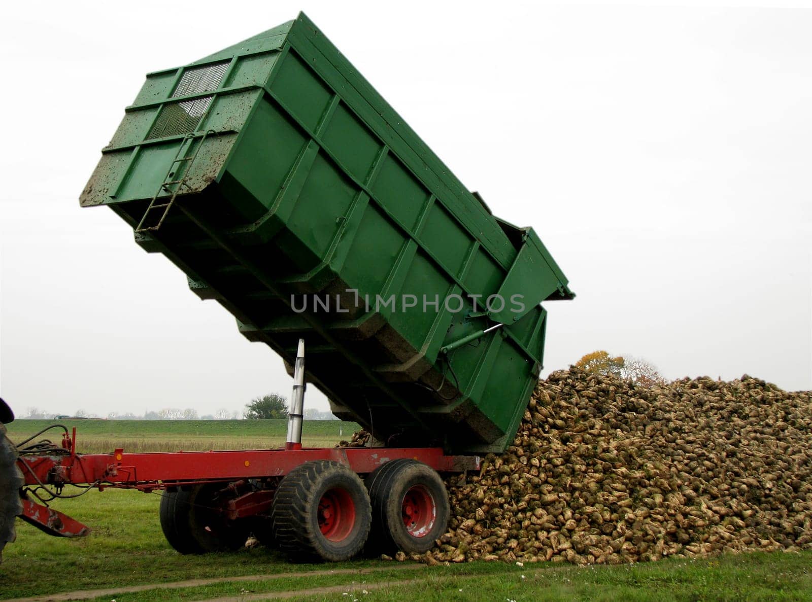 Dumping sugar beet
