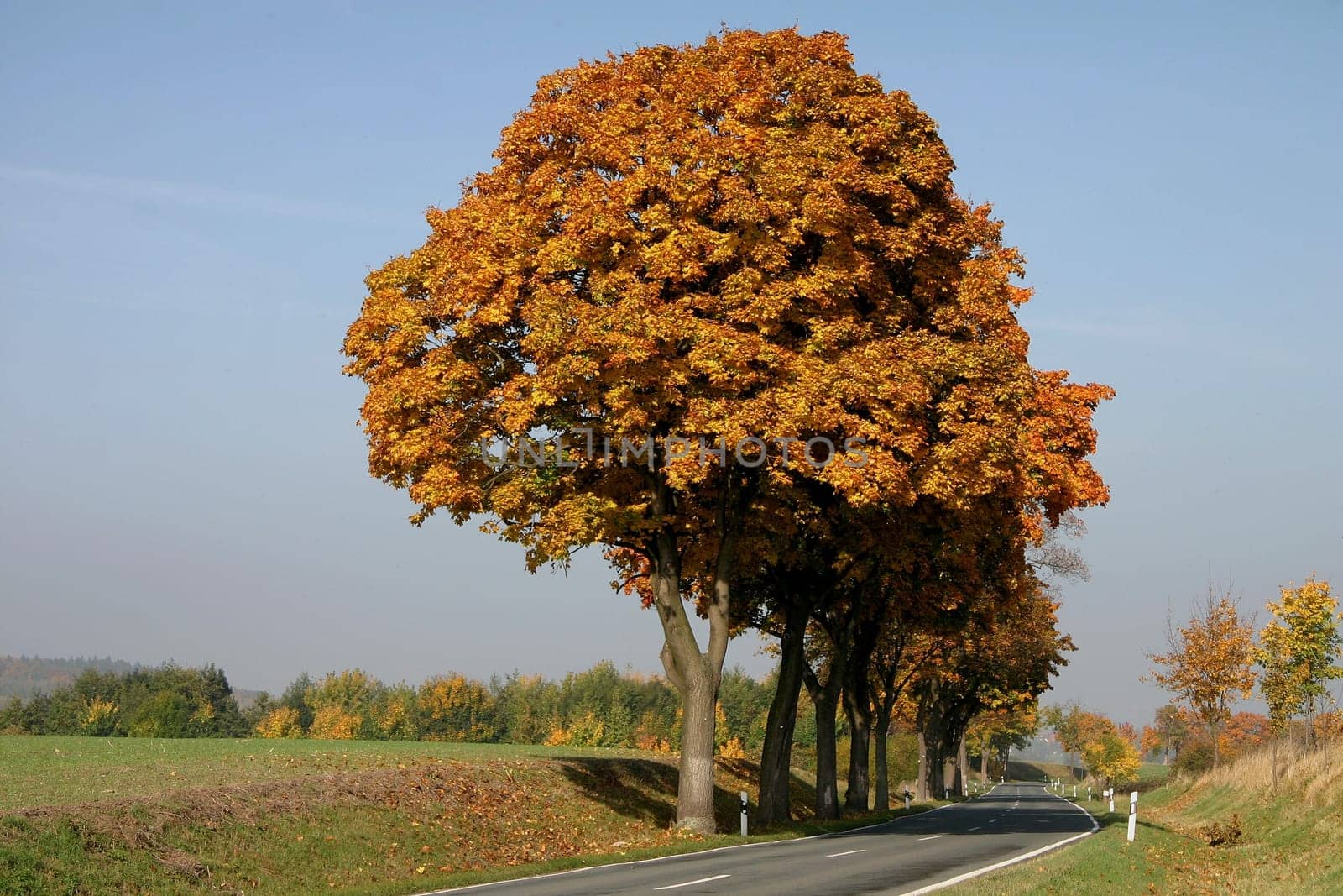 Autumn