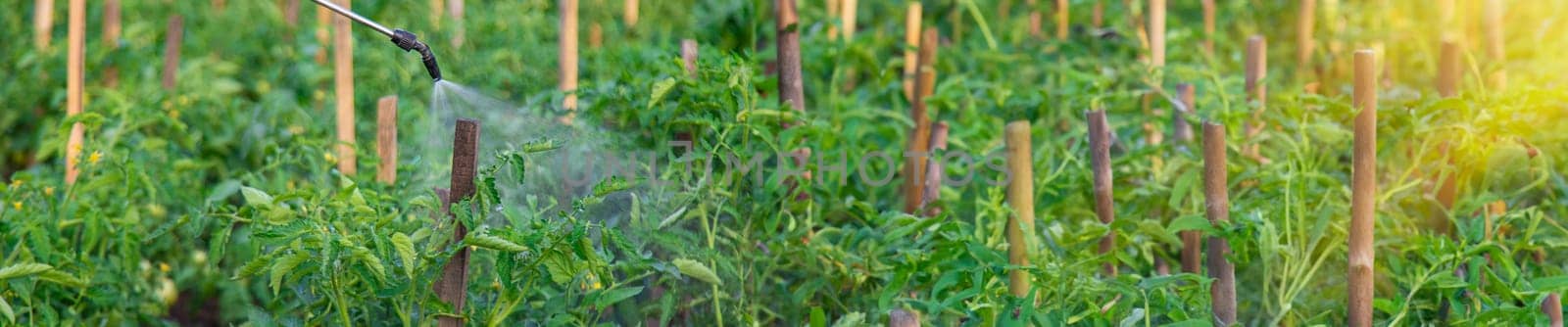 Spraying tomatoes in the garden. Selective focus. by yanadjana