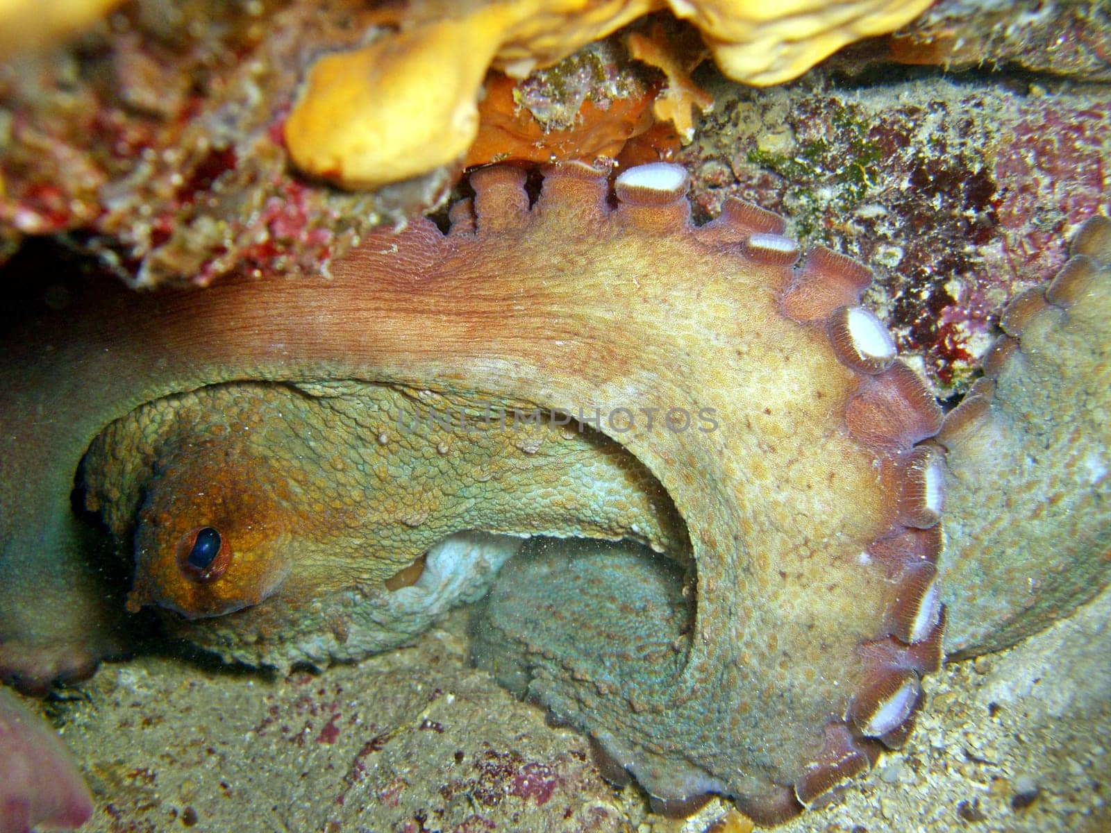 Octopus in a crevice