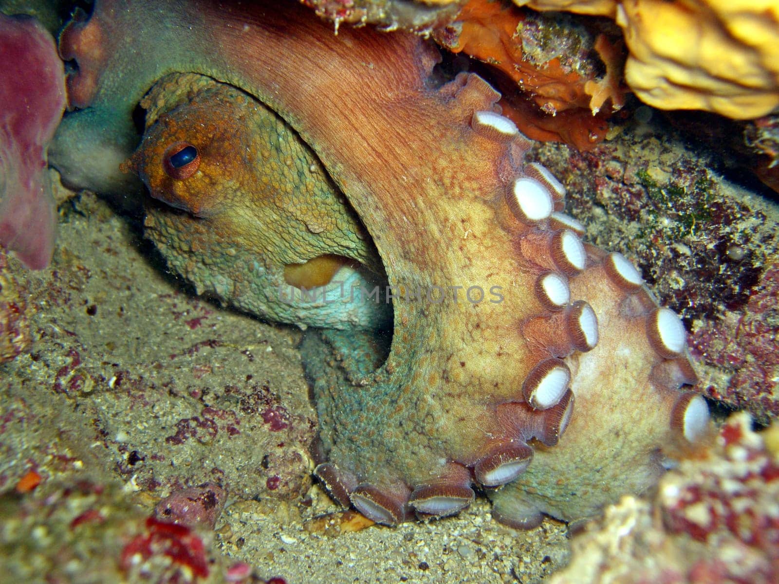 Octopus in a crevice