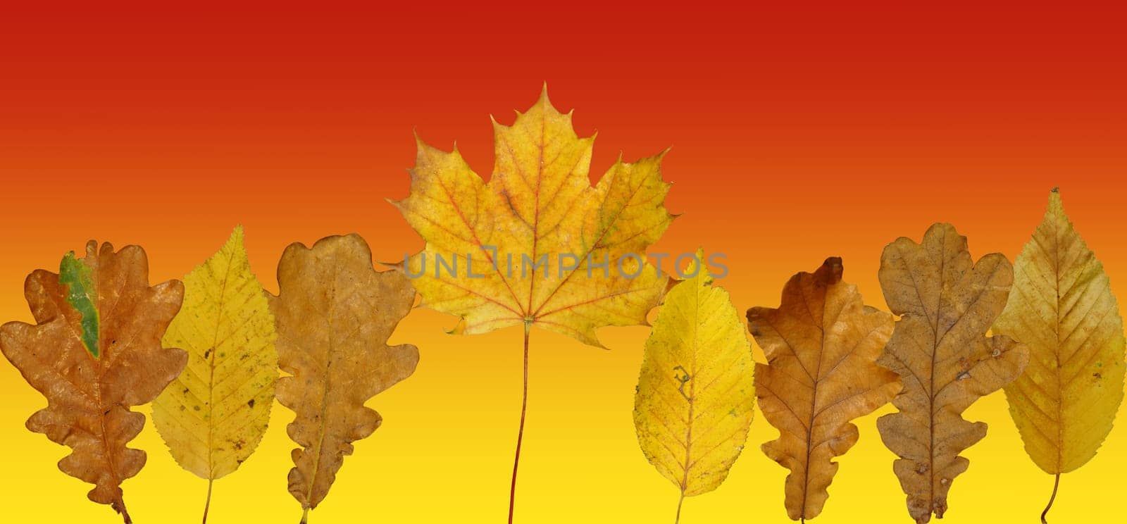 (Fall foliage) or (fall leaves) or (autumn leaves)