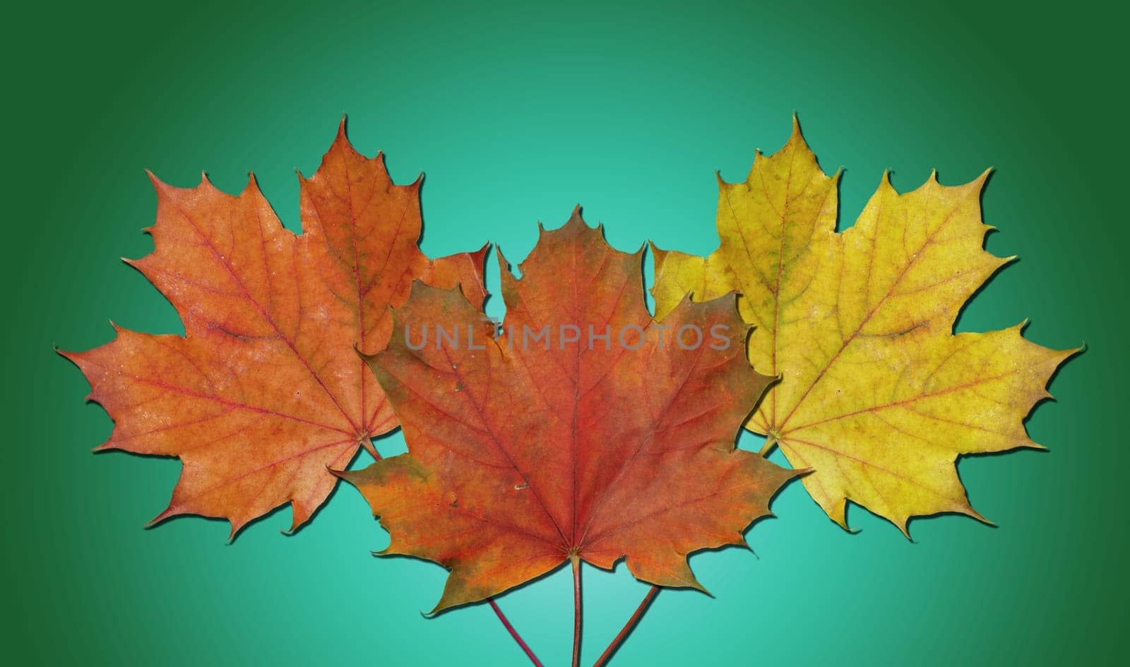 (Fall foliage) or (fall leaves) or (autumn leaves)